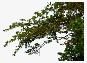 Hanging Leafy Branches By #35320