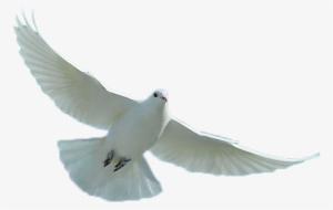 Dove - Loggerhead Shrike #35462