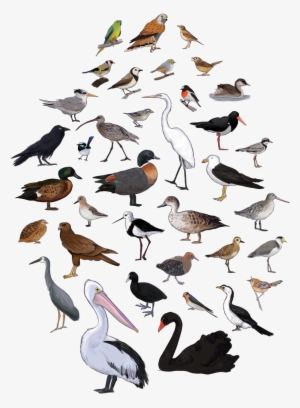 Bird Poster Cover #35532