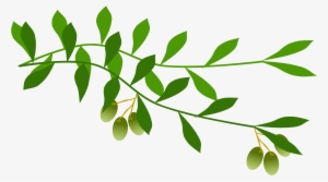 Green Branch Png - Olive Branch Free Clip Art #35809