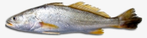 Download Free Fish Png Transparent Images Transparent - Corvina Fish #35810