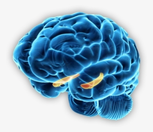 Brain - Hippocampus #35830