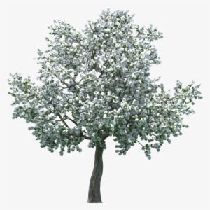 Realistic Blossom Tree Png Clip Art - Arbol De Almendras Png #36193