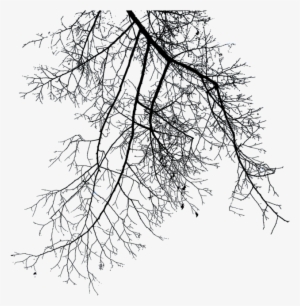 Branch Png File - Dry Tree Branches Png #36254