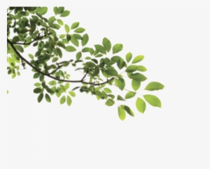 Branch Png - Tree Branch Png #36336