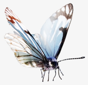 Watercolor Butterfly Png - Butterfly Fly Watercolor #36375