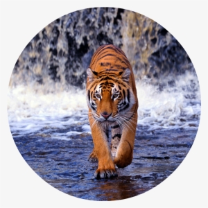 Bengal-tiger - Tiger Walking Images Hd #36422