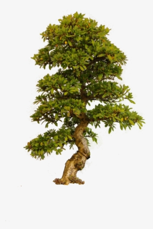 Old Tree Png - Png Árvore #36741