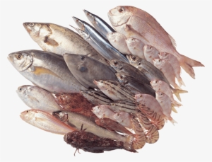 Free Png Fish Png Images Transparent - Рыба В Png #36814