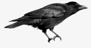 Black Crow - Crow In Png #37168