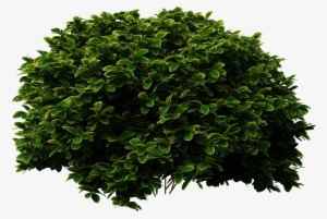 Free Icons Png - Shrub Png #37235