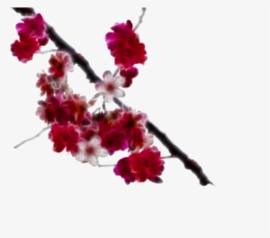 Blossom Png Clipart - Crape Myrtle #37641