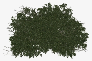 Bush - Library #37807