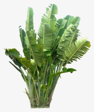 [ravenala01l ] Http - Tropical Plants Png #38085