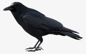Free Png Crow Png Images Transparent - Crow Png #38226