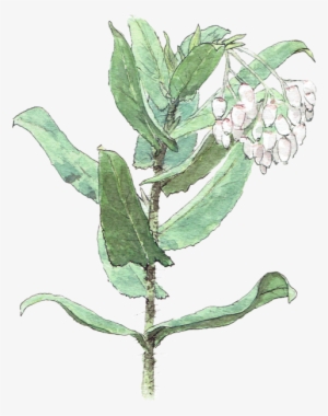 Illustrate Any Plant In A Realistic Watercolor Style - Arctostaphylos Andersonii #38623
