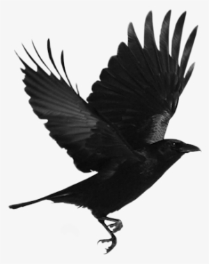 Crow - Flying Raven Png #38778