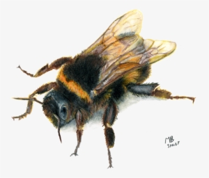 Bee, Watercolour Pencil Drawing - Drawings Of Bees Transparent #39122