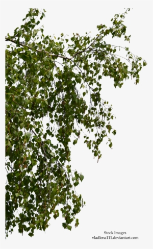 Birch Branch Png - Birch Tree Branches Png #39214