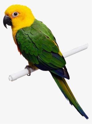 Green-yellow Parrot Png Images, Free Download - Parrot Png #39253