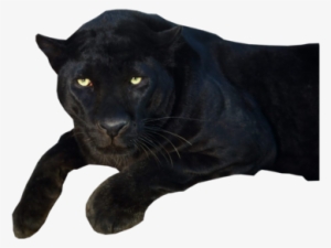 Panther Png Transparent Images - Black Panther Animal Png #39490