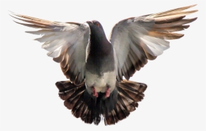 Dove Png Transparent Background Download - Pigeon Png #39655