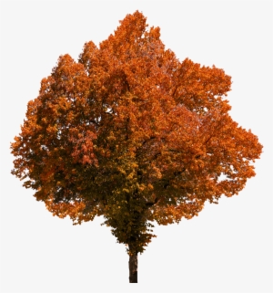Deciduous Tree Png Clip Transparent Stock - Autumn Tree Transparent Background #39726