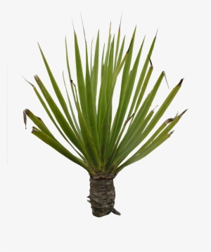 Plant Png Texture #39794