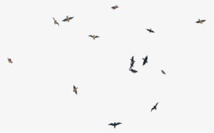 Flying Bird Png Image - Flying Birds Transpareng Png #39899