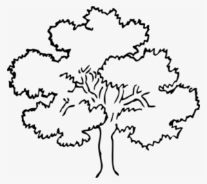 Oak Drawing Tree Black And White Download - Tree Clipart Black And White #300247