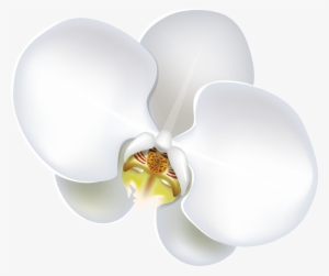 Orchid - Flower #300337