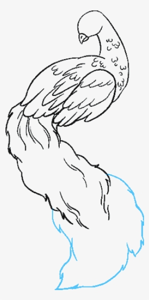 How To Draw Peacock - Drawing #300557