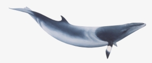 Download - Minke Whale Png #300732