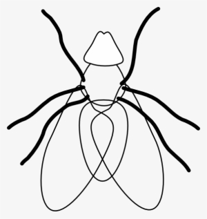 Fly Line Drawing At Getdrawings - Clipart Fly And White #300837
