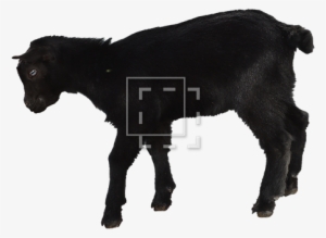 Parent Category - Black Goat Baby #301280