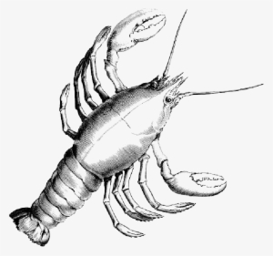 Clipart Library Library Lobster Crab Crustacean Shrimp - Draw Black And White Lobster #302603