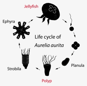 Aurelia Jellyfish Life Cycle #302749
