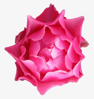 Autumn, Rose, Petals Free Image On Pixabay - Stock.xchng #302802