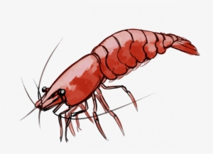 Shrimp - Neocaridina #302822 Shrimp - Neocaridina #302822
