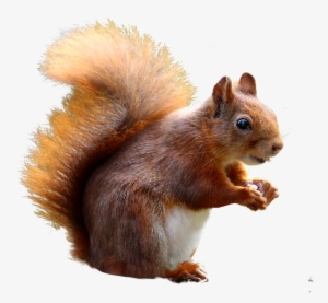 Squirrel Cute Png Image #302824