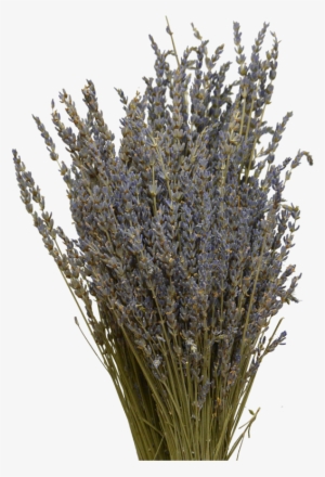 Lavender Lavender - Grass #303088