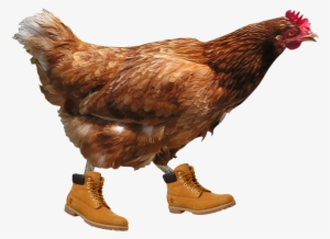 Chicken Transparent Background #303253 Chicken Transparent Background #303253