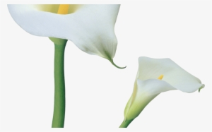 Transparent Calla Lilies Flowers Png Clipart Gallery - Clip Art #303354