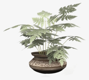 Potted-fern - Houseplant #303827