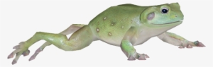 Frog - Australian Green Tree Frog #304127