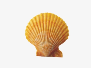 Clipart Resolution 1800*1350 - Shell Png Transparent #304403
