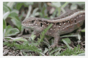 Sand Lizard Common Iguanas Reptile Dragon Lizards - Sand Lizard #304788