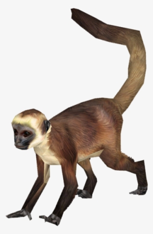 Spider Monkey Png Png Freeuse Stock - Spider Monkey Png #305438