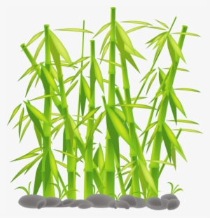 Bamboo - Sedge Family #305462