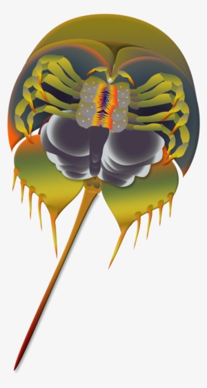 Horseshoe Crab Flattened #305594